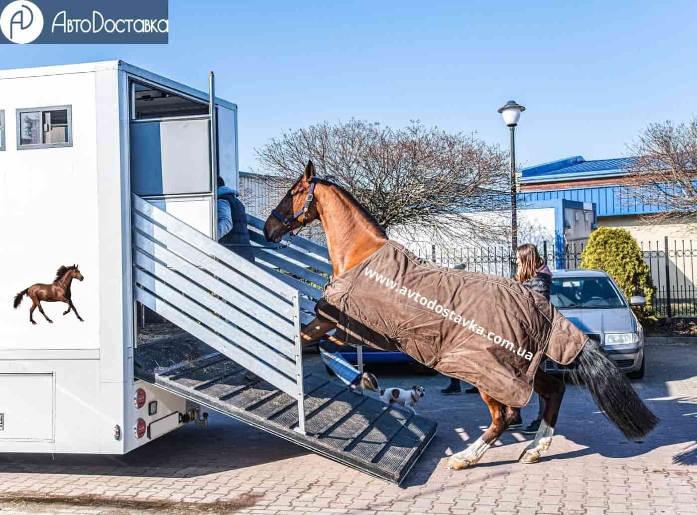 конные перевозки фотография