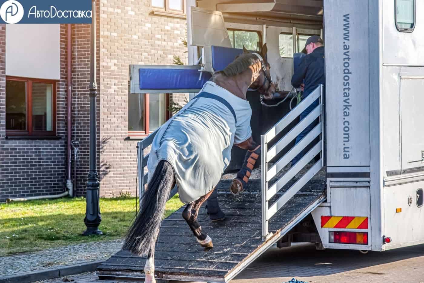 перевозка лошадей фотография